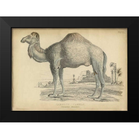 Camel Bactarnian  Black Modern Wood Framed Art Print by PI Collection