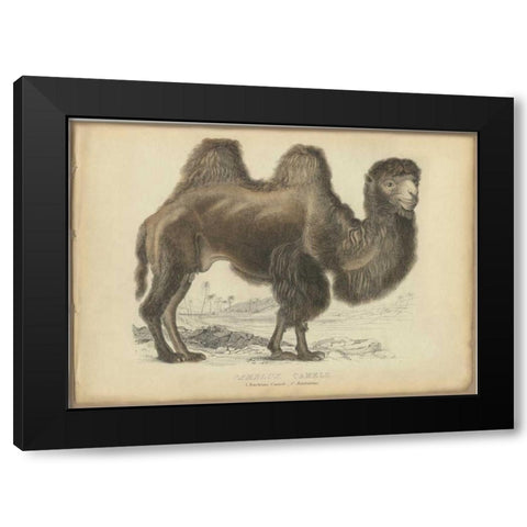 Camel Dromedary Black Modern Wood Framed Art Print by PI Collection