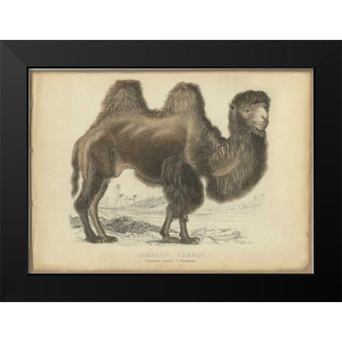 Camel Dromedary Black Modern Wood Framed Art Print by PI Collection