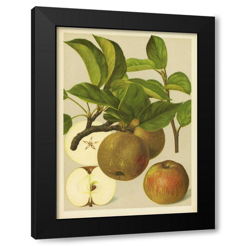 Russet Apples I Black Modern Wood Framed Art Print with Double Matting by PI Collection