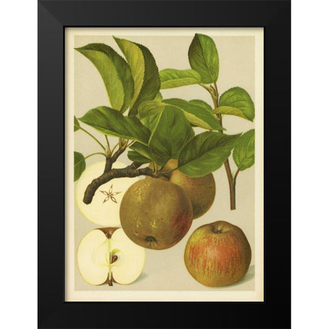 Russet Apples I Black Modern Wood Framed Art Print by PI Collection