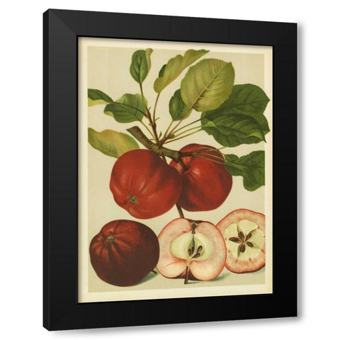 Red Veli Apples II Black Modern Wood Framed Art Print by PI Collection