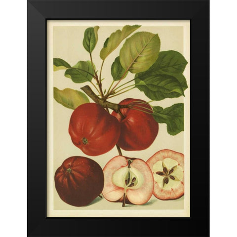 Red Veli Apples II Black Modern Wood Framed Art Print by PI Collection
