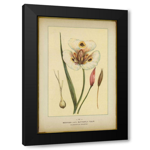 Mariposalily Black Modern Wood Framed Art Print with Double Matting by PI Collection