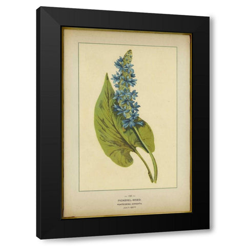 Pickerel Weed Black Modern Wood Framed Art Print with Double Matting by PI Collection