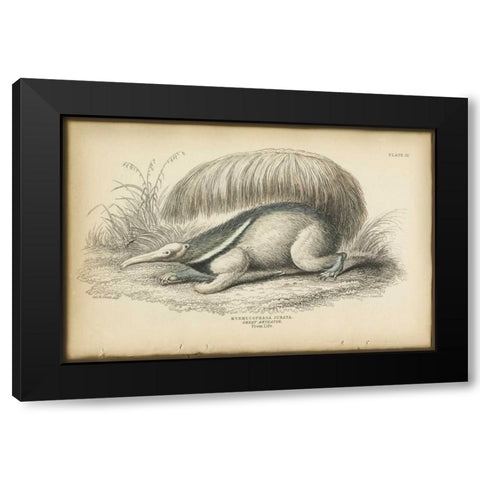 Great Anteater Black Modern Wood Framed Art Print by PI Collection
