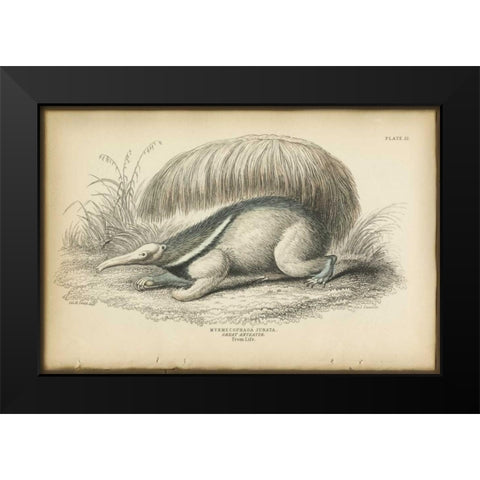 Great Anteater Black Modern Wood Framed Art Print by PI Collection