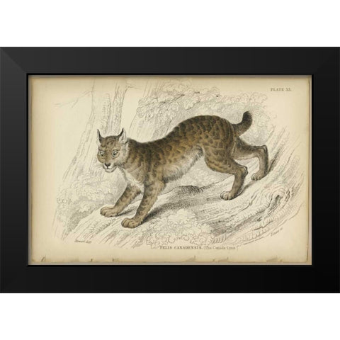 Felis Canadenis Lynx  Black Modern Wood Framed Art Print by PI Collection