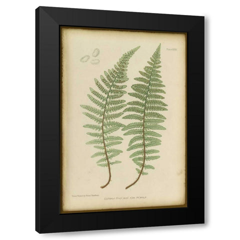 Lastrea Felix Black Modern Wood Framed Art Print by PI Collection
