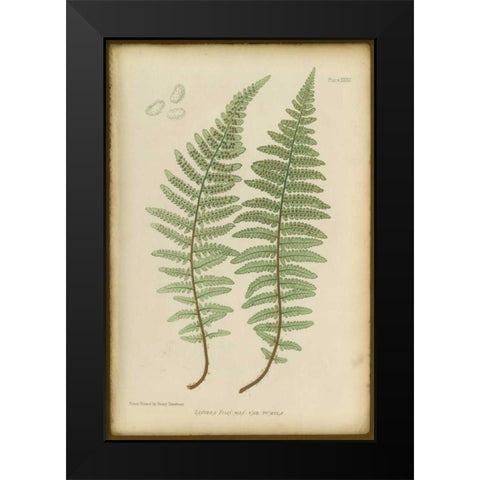 Lastrea Felix Black Modern Wood Framed Art Print by PI Collection