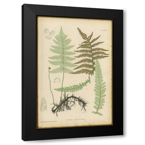 Lastrea Thelypteris Black Modern Wood Framed Art Print with Double Matting by PI Collection