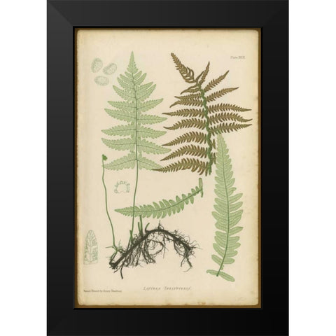 Lastrea Thelypteris Black Modern Wood Framed Art Print by PI Collection