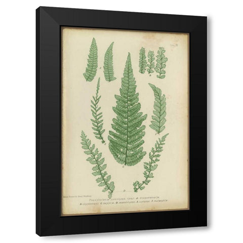 Polystichum Black Modern Wood Framed Art Print with Double Matting by PI Collection