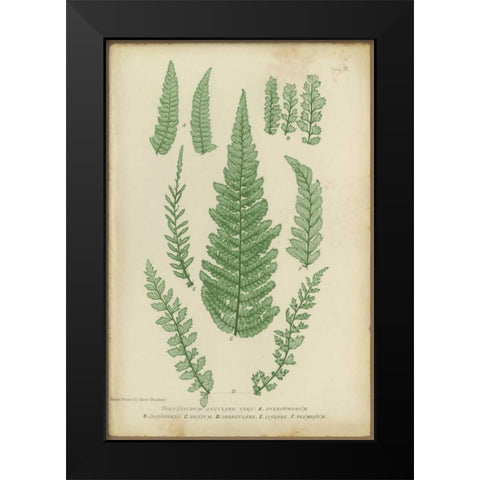 Polystichum Black Modern Wood Framed Art Print by PI Collection