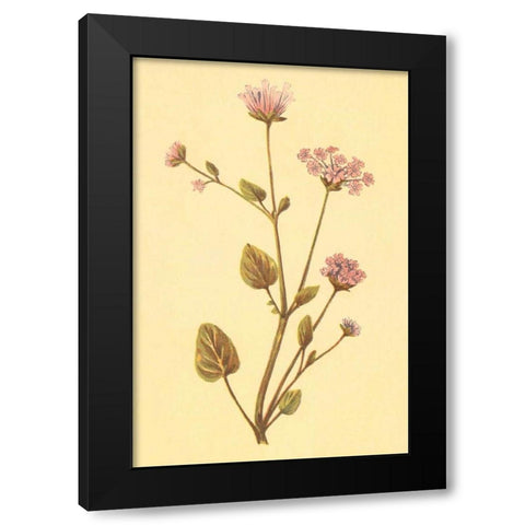 Abronia Turbinata Black Modern Wood Framed Art Print with Double Matting by PI Collection