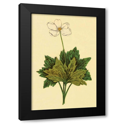 Anemone Black Modern Wood Framed Art Print by PI Collection