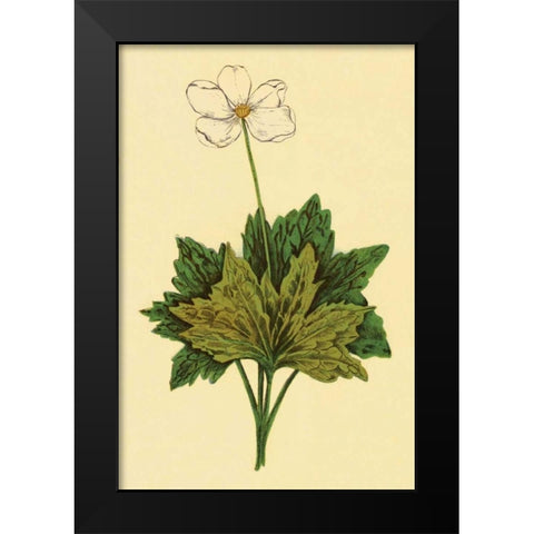 Anemone Black Modern Wood Framed Art Print by PI Collection