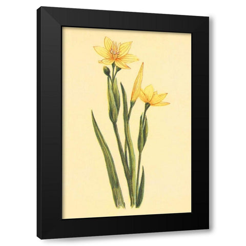 Arizona Sisrinchium  Black Modern Wood Framed Art Print with Double Matting by PI Collection