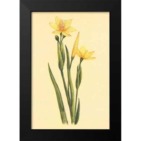 Arizona Sisrinchium  Black Modern Wood Framed Art Print by PI Collection
