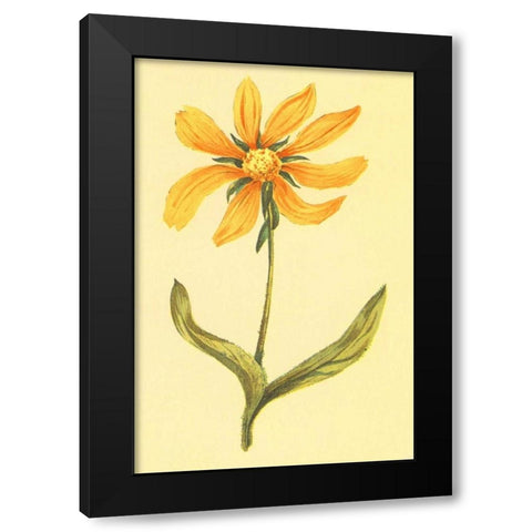 Arizona Wyethia Black Modern Wood Framed Art Print with Double Matting by PI Collection