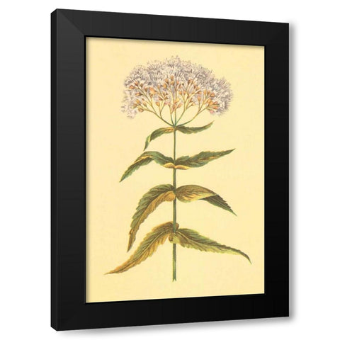 Boneset and Ague Weed Black Modern Wood Framed Art Print with Double Matting by PI Collection