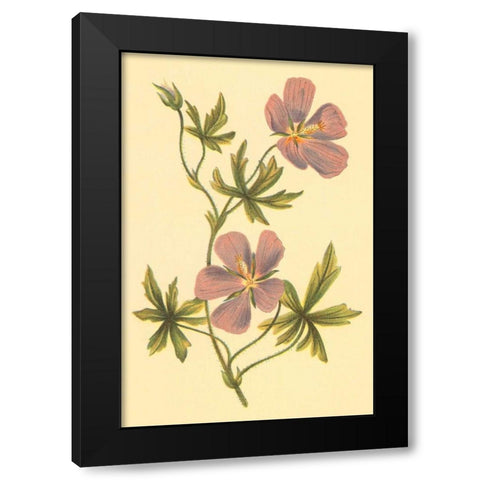 Callirrhoe Black Modern Wood Framed Art Print with Double Matting by PI Collection