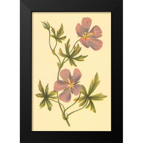 Callirrhoe Black Modern Wood Framed Art Print by PI Collection