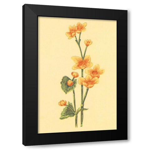 Calthra Palustris  Black Modern Wood Framed Art Print with Double Matting by PI Collection