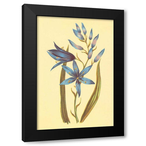 Camass and Wild Hyacinth Black Modern Wood Framed Art Print by PI Collection