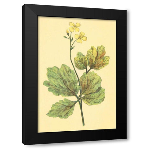 Chelidonium Majus Black Modern Wood Framed Art Print with Double Matting by PI Collection