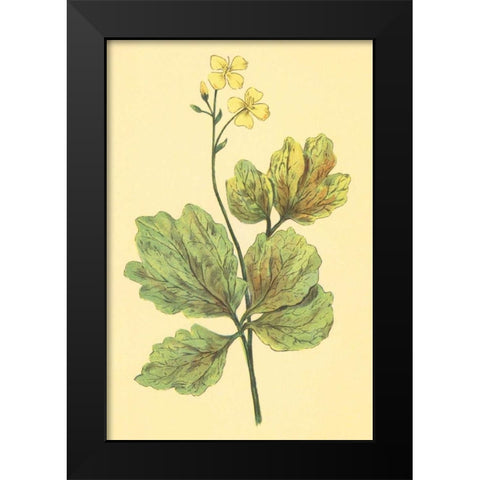 Chelidonium Majus Black Modern Wood Framed Art Print by PI Collection