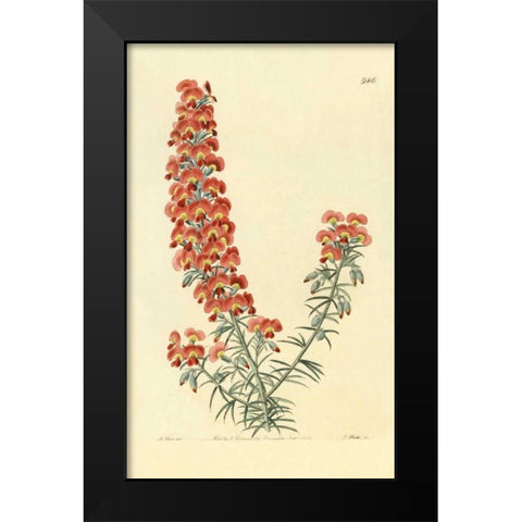 Chorizema Henchmanni Black Modern Wood Framed Art Print by PI Collection