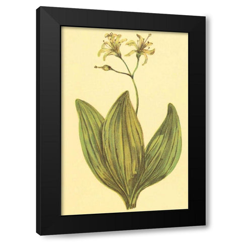 Clintonia Black Modern Wood Framed Art Print with Double Matting by PI Collection