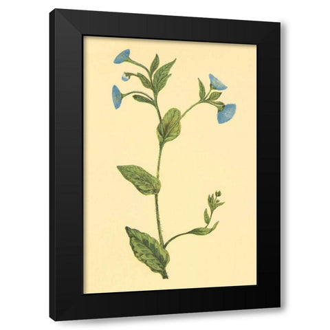 Common Fleabean Black Modern Wood Framed Art Print by PI Collection