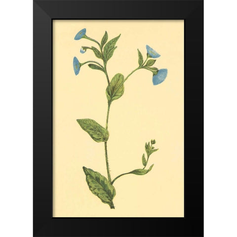 Common Fleabean Black Modern Wood Framed Art Print by PI Collection