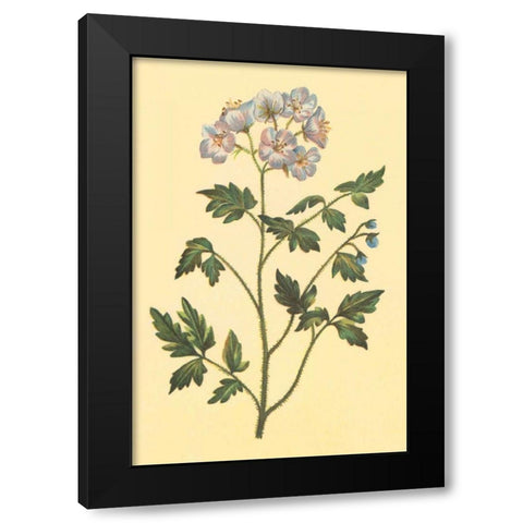 Cut Leaved Phacelia Black Modern Wood Framed Art Print with Double Matting by PI Collection