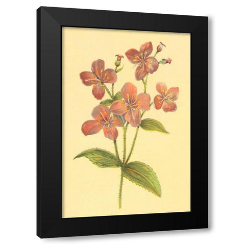 Deer Grass and Meadow Beauty Black Modern Wood Framed Art Print by PI Collection