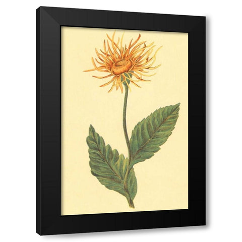 Ellecampane Black Modern Wood Framed Art Print by PI Collection