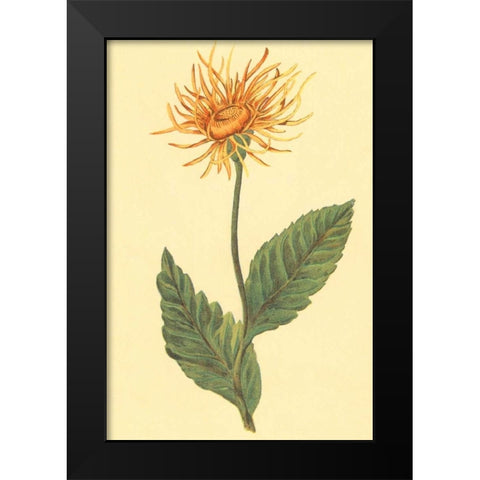 Ellecampane Black Modern Wood Framed Art Print by PI Collection
