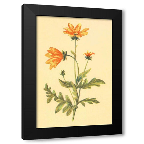 Engelmannia Black Modern Wood Framed Art Print by PI Collection