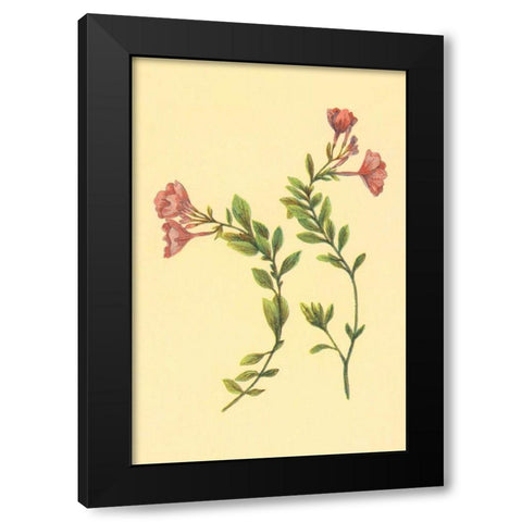 Epilobium Rigidum Black Modern Wood Framed Art Print by PI Collection