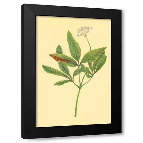 Five Leaved Ginseng Black Modern Wood Framed Art Print by PI Collection
