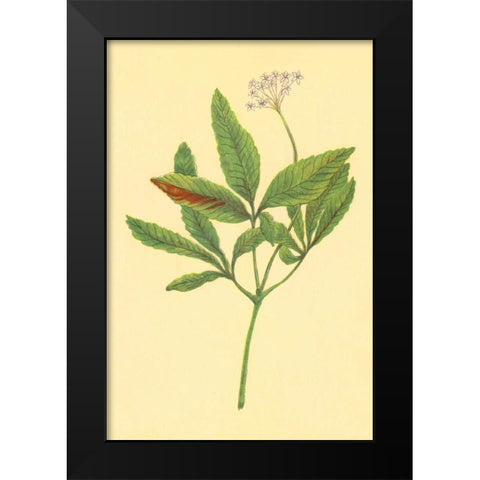Five Leaved Ginseng Black Modern Wood Framed Art Print by PI Collection