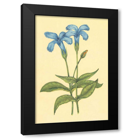 Finged Gentian Black Modern Wood Framed Art Print by PI Collection