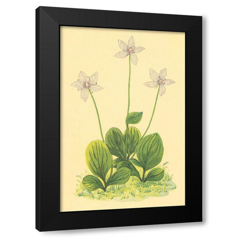 Grass of Parnassus Black Modern Wood Framed Art Print with Double Matting by PI Collection