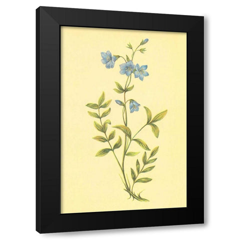 Greek Valerian Black Modern Wood Framed Art Print by PI Collection