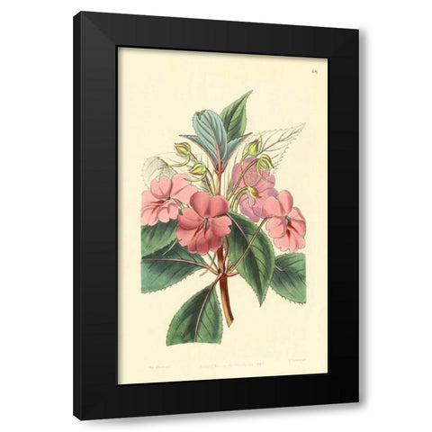 Impatiens Platypetala Black Modern Wood Framed Art Print with Double Matting by PI Collection