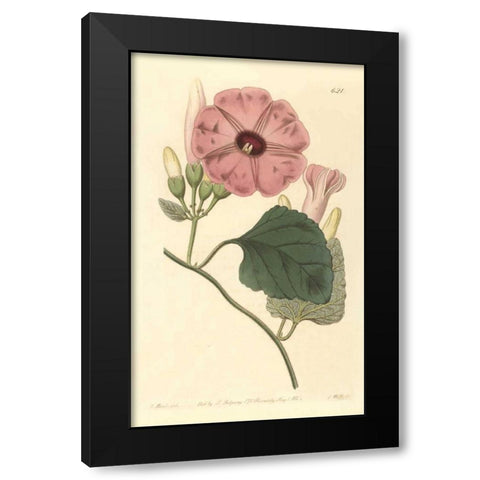 Ipomea Jalapa Black Modern Wood Framed Art Print with Double Matting by PI Collection