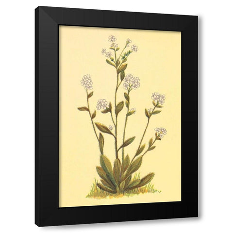 Kings Eritrichium Black Modern Wood Framed Art Print by PI Collection