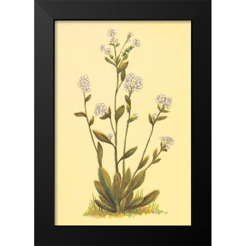 Kings Eritrichium Black Modern Wood Framed Art Print by PI Collection